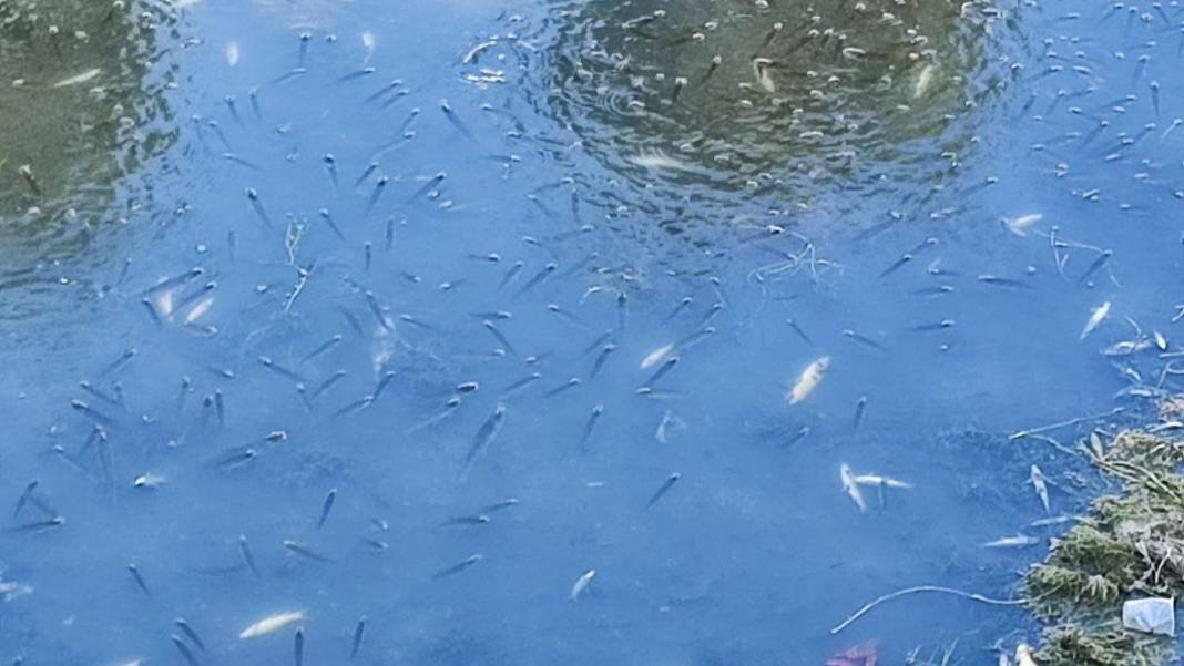 Adana’da Kuraklık Alarm Verdi: Kanaldaki Yüzlerce Balık Telef Oldu! 6